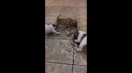 Puppies frantically gather food off the floor
