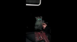 Crazy cat magic trick :)))