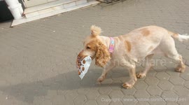 Cute dog helps her owner
