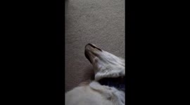 Oakley bites