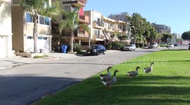 Funny goose attack
