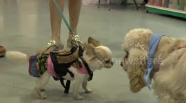 Chihuahua making new friends