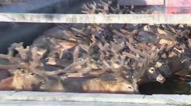 Herd of Elk rescued from canal in China