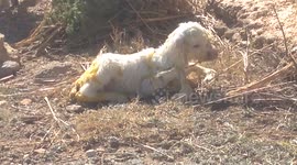 Adorable baby goats take first steps