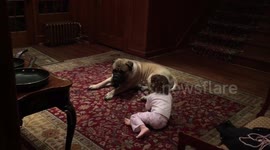 Precious moment between a kid and her bullmastiff
