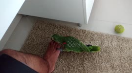Papagaio Luna brincando com o meu pé