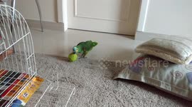Papagaio Luna brincando com a bolinha na sala de TV