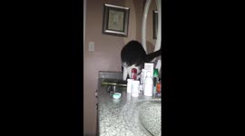 My cat's battle with a comb that got caught in his collar.