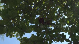 Bright Beautiful Colorful Scarlet Macaw Eating Costa Rica