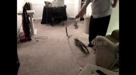 Cat fail Caesar hits head