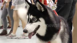 Dachshund and husky having fun