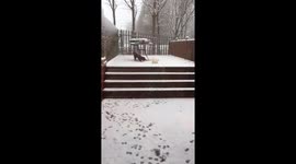 Poodles wake up to heavy snow near Manchester