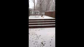 Cute poodles wake up to heavy snow near Manchester
