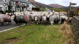 Storm damaged road becomes new route for sheep