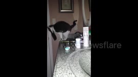 Cat gets large hairbrush stuck to its collar
