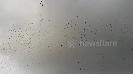 Huge murder of crows blown around by Storm Jake