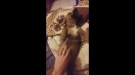 i pet my dog fatsa but she wants more