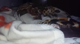 can you see the cat?