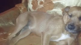 dog fatsa snoring