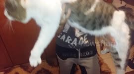this cat is big?