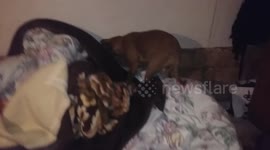 dog try to hide her food under the blankets