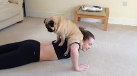 Oscar the Pug Rides Again