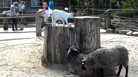 Cute goat jumps on fat sheep