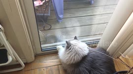Little squirrel tries to attack fluffy cat filmed in slo-mo