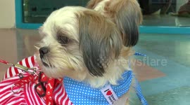 More Pet Moments from Thailand