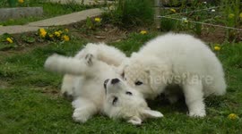 Saba & Leila - two cute white puppies playing