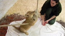 Lion cub Moro and little baboon girl Saci playing