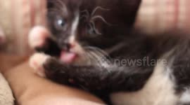 Chili the cat - cleaning and playing