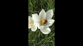 Worker Bee collecting pollen from a Crocus vernus