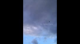 Red kites birds of prey fly over Nature Wildlife