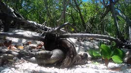 Boa constrictor eats iguana