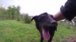 Doggie Style - 3 cute dogs