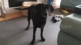 Obedient dog responds to hand signals