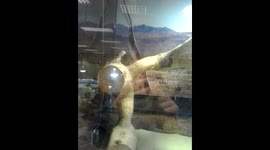 Animal Indonesian species Gecko lizard