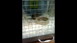 Degu rodent mammal native to Chile