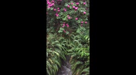 I do believe in fairies, I do! I do!