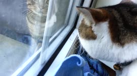 Indoor Cat X Outdoor Cat