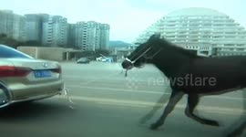 Horse, tied to tow bar, trots behind car on a road