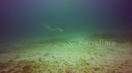 Entangled manta ray seeks help from divers