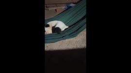 The dog likes to sleep in the hammock