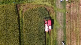 Ratoon cropping to boost grain yield in east China