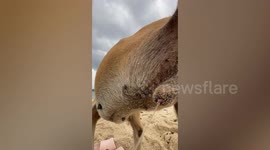 Couple's beach video goes wrong when stray dog pees on phone