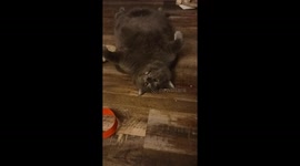 Big Kitty Sleeps With One Eye Open