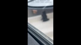 Cat Puts Intruding Dog in Its Place