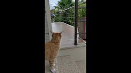Cat Fetches Stick Like a Dog