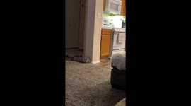 This Is What Its Like Having Two Cats